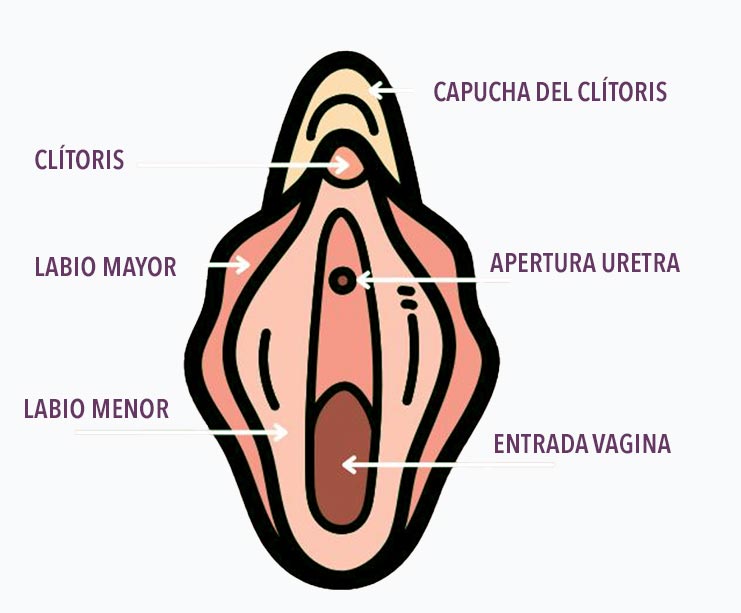 Partes de la vagina